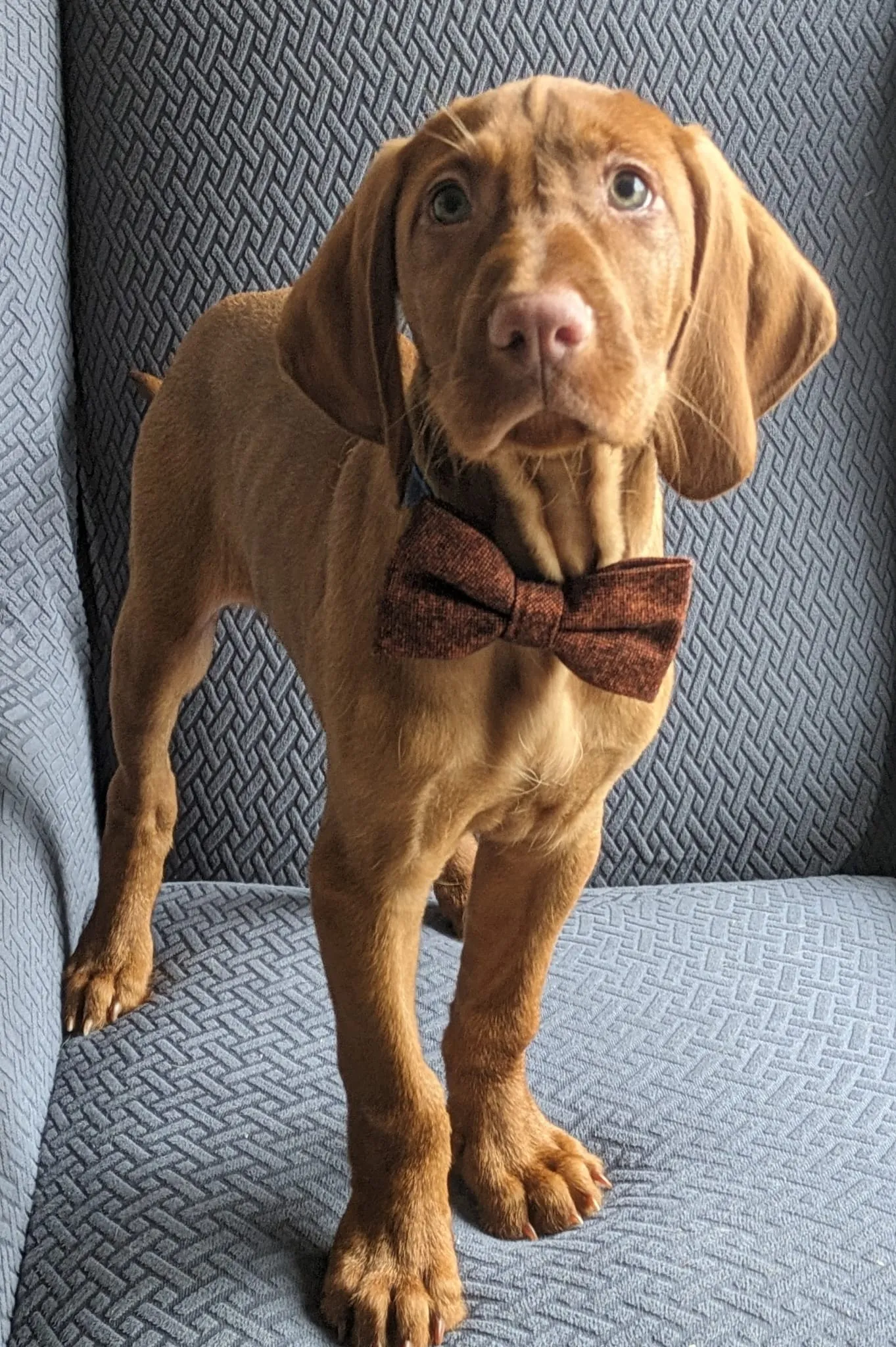 Charlie Burnt Orange Wool Dog Bow Tie