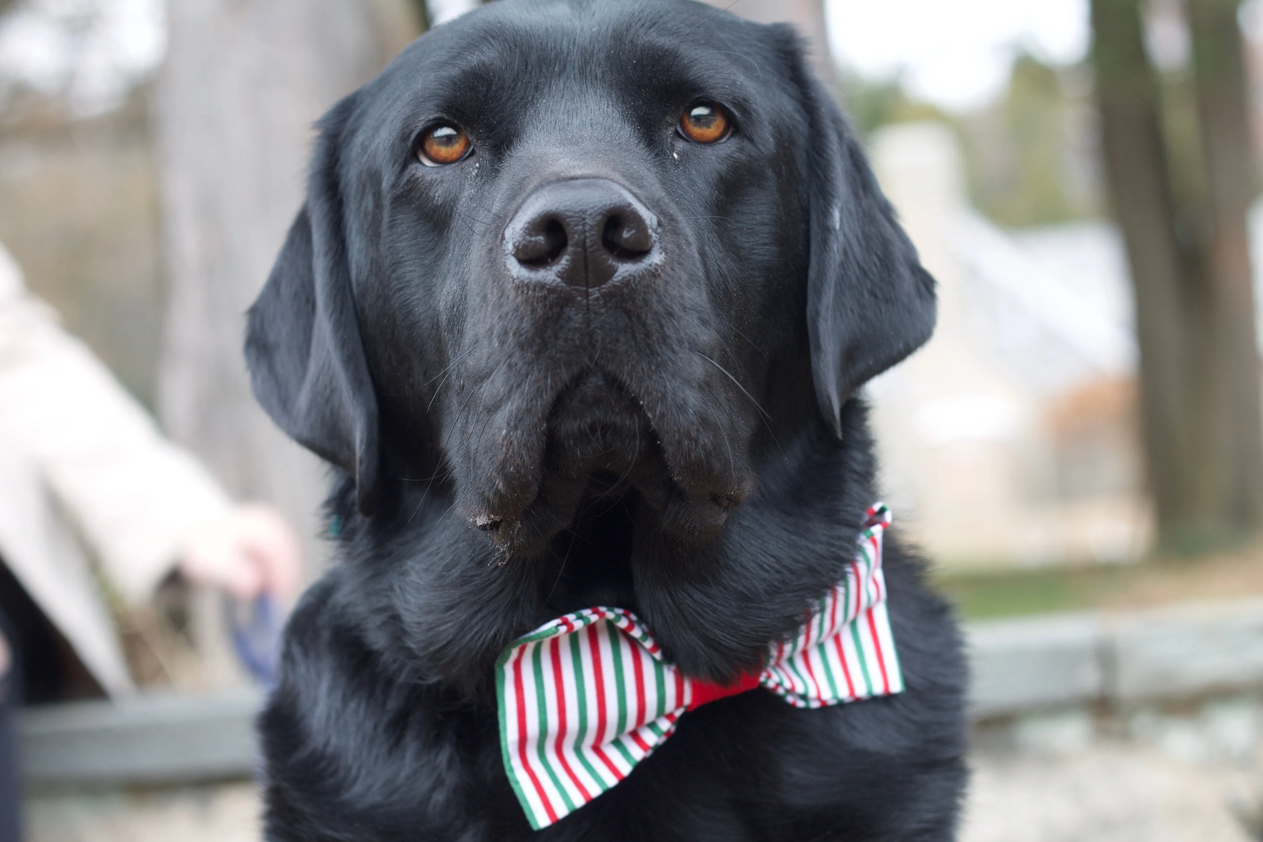Green & Red Striped Bow Tie