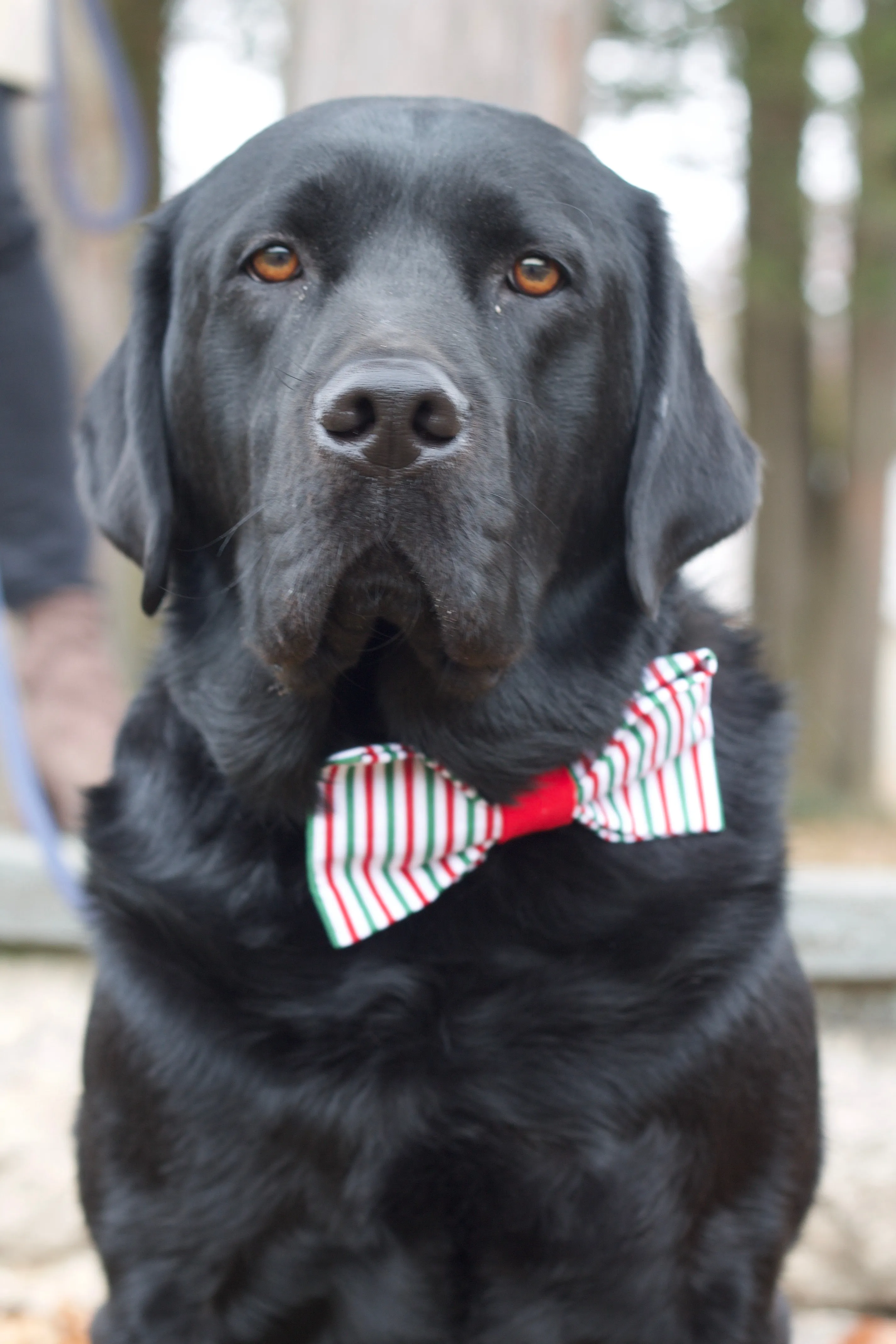 Green & Red Striped Bow Tie