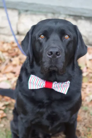 Green & Red Striped Bow Tie