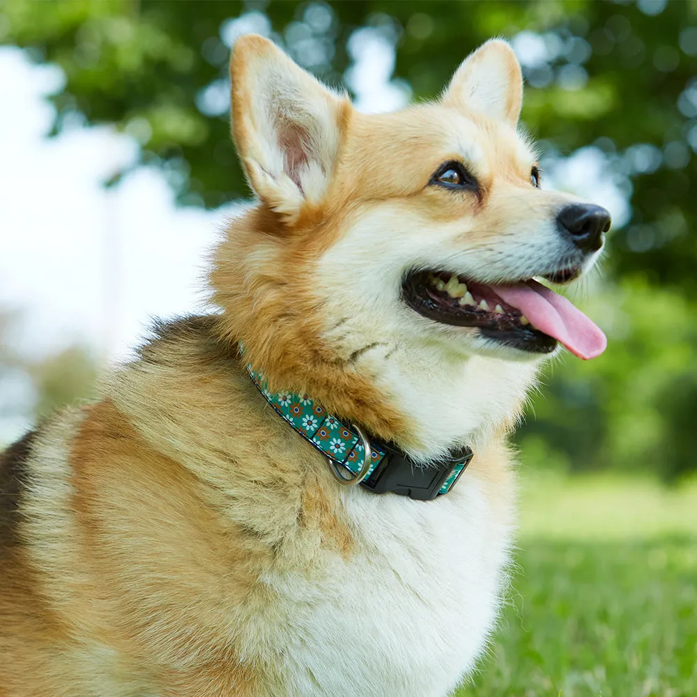 Totten - Dog Collar
